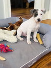 Blue - Betty Boop Litter