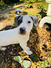Blue - Betty Boop Litter