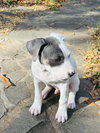 Blue - Betty Boop Litter