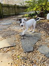 Blue - Betty Boop Litter