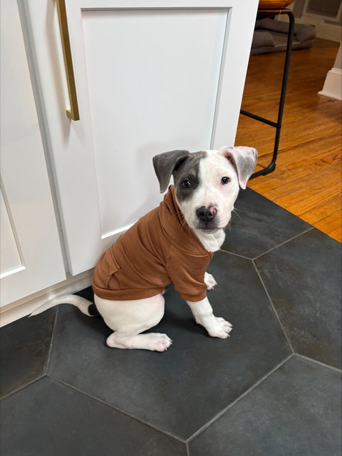 Blue - Betty Boop Litter