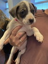 Tulip - Betty Boop Litter
