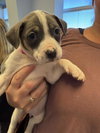 Tulip - Betty Boop Litter