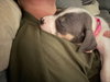 Tulip - Betty Boop Litter