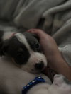 Tulip - Betty Boop Litter