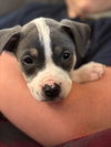 Tulip - Betty Boop Litter