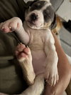 Tulip - Betty Boop Litter