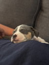 Tulip - Betty Boop Litter