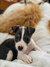 Tulip - Betty Boop Litter