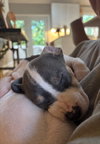 Tulip - Betty Boop Litter