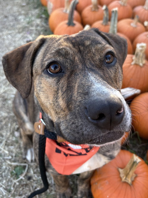 Penelope