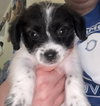 Spot - 101 Dalmatians litter