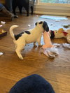 Patch - 101 Dalmatians litter