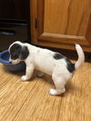 Patch - 101 Dalmatians litter