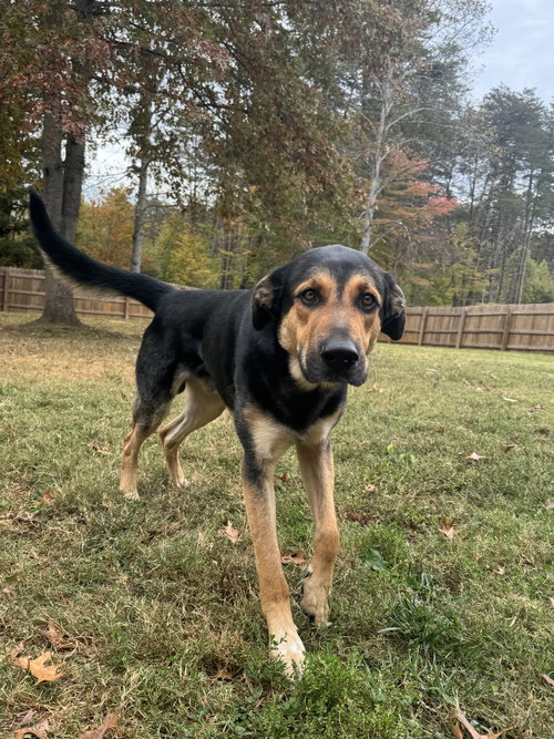 picture of the dog needing adoption