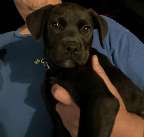 picture of the dog needing adoption