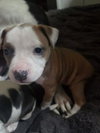 Lola - Lucky Litter