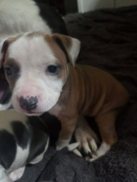 Lola - Lucky Litter