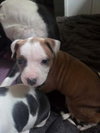 Lola - Lucky Litter