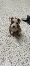 Lola - Lucky Litter