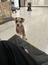 Lola - Lucky Litter
