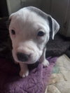 Louise - Lucky Litter