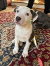 Louise - Lucky Litter