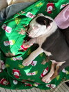 Louise - Lucky Litter