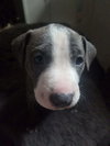 Loki - Lucky Litter
