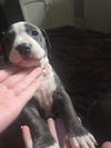 Loki - Lucky Litter