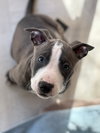 Loki - Lucky Litter