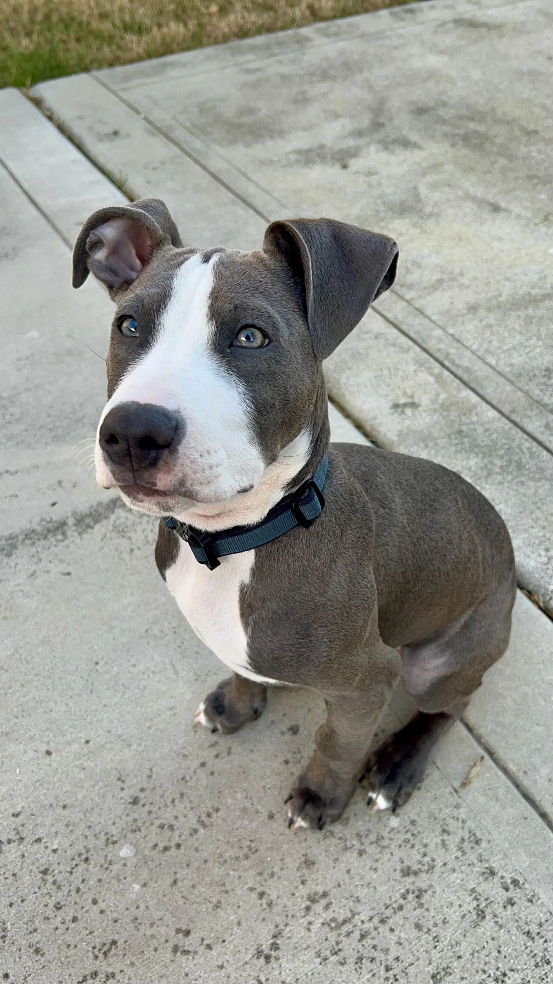 Loki - Lucky Litter image 2