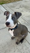 Loki - Lucky Litter