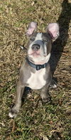 Loki - Lucky Litter