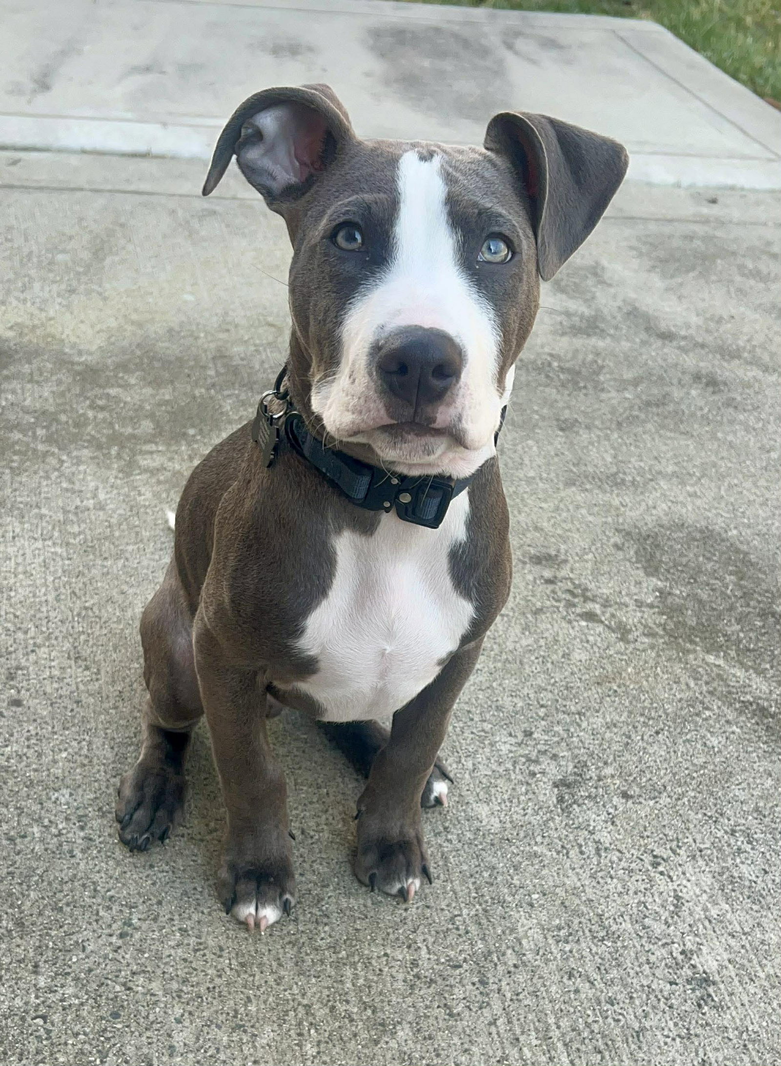 Loki - Lucky Litter Image