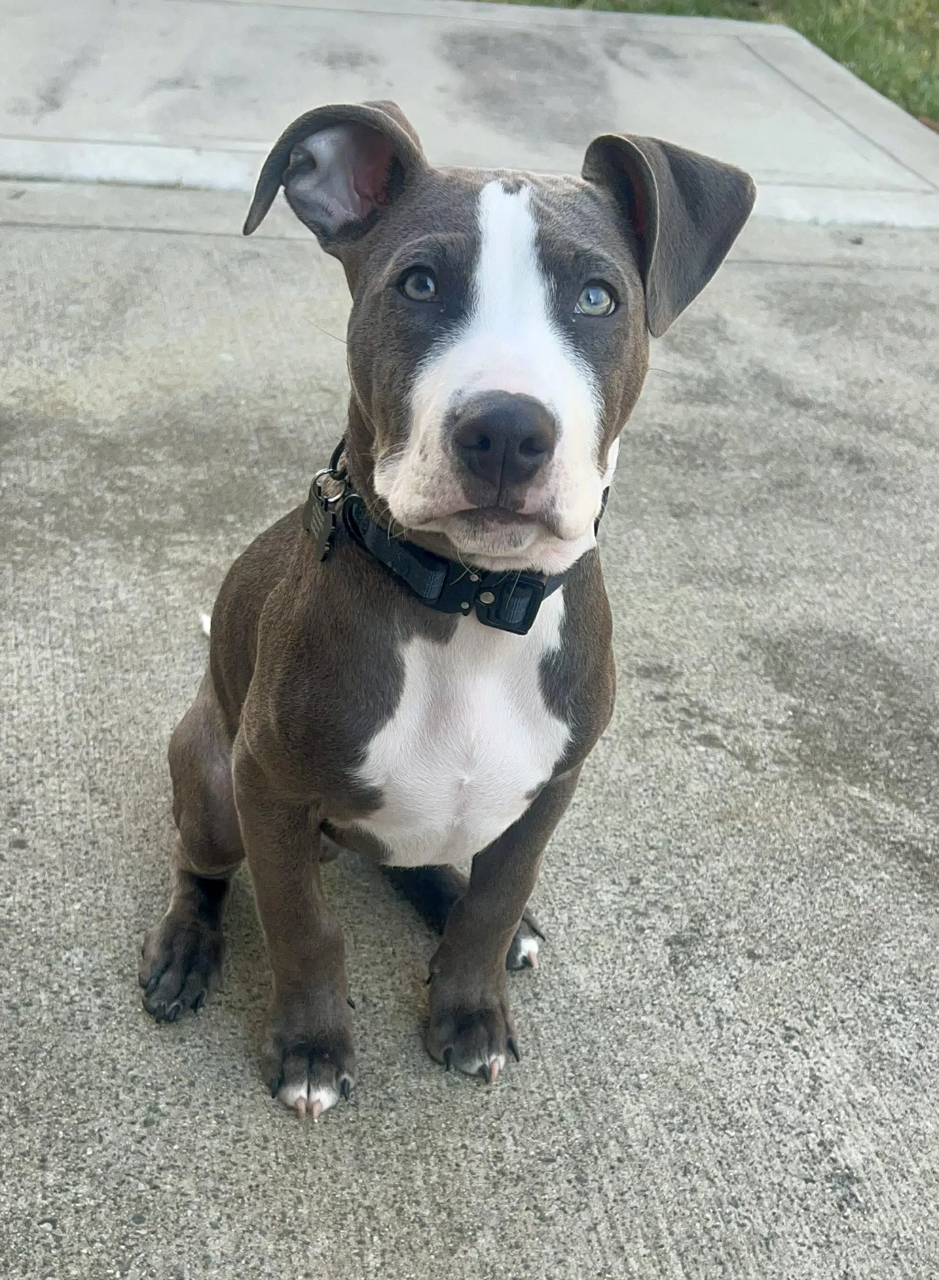 Loki - Lucky Litter - American Staffordshire Terrier