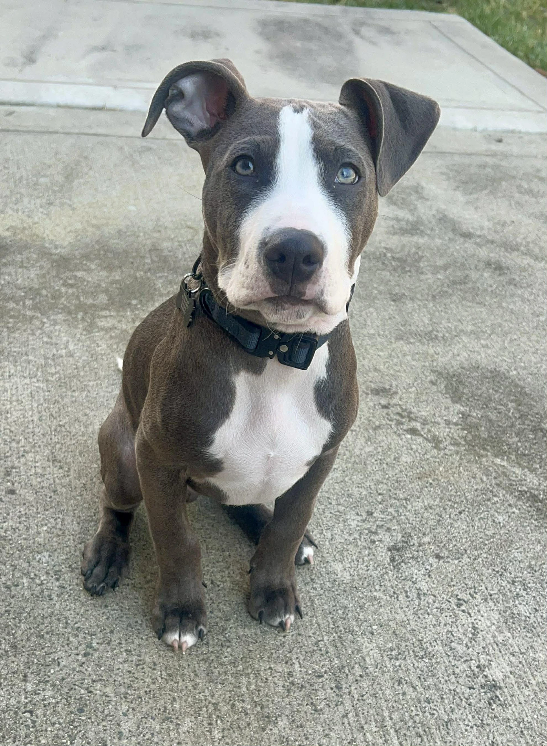 Loki - Lucky Litter