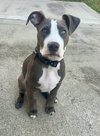 Loki - Lucky Litter