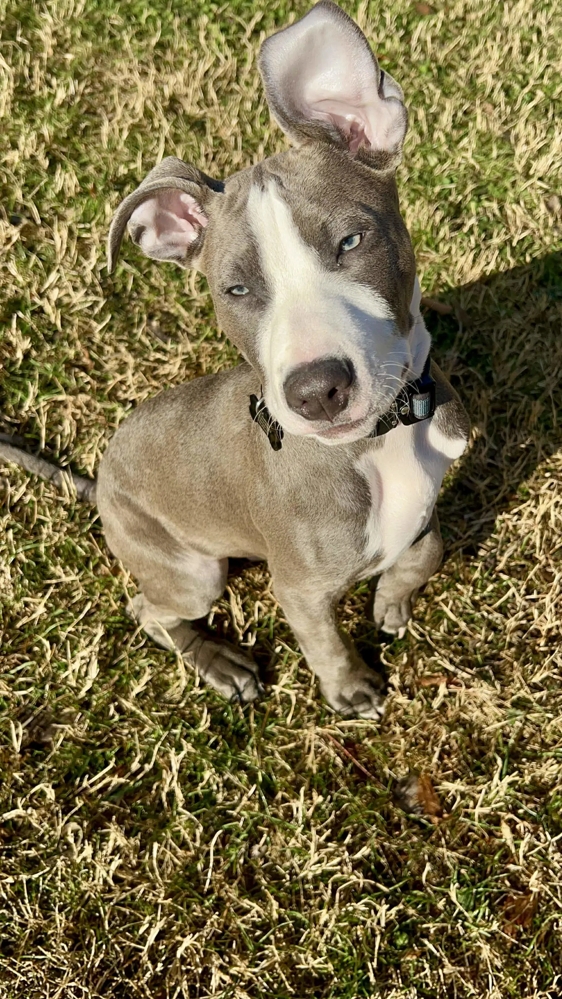 Loki - Lucky Litter image 3