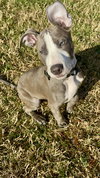 Loki - Lucky Litter