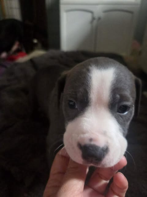Lamar - Lucky Litter