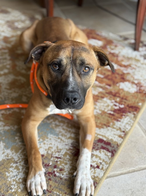 picture of the dog needing adoption