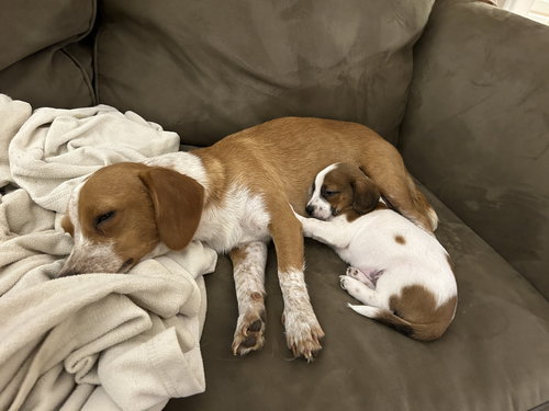 picture of the dog needing adoption