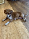 Honey (101 Dalmations Litter Mom)