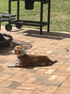 Honey (101 Dalmations Litter Mom)