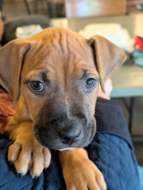 Elsa