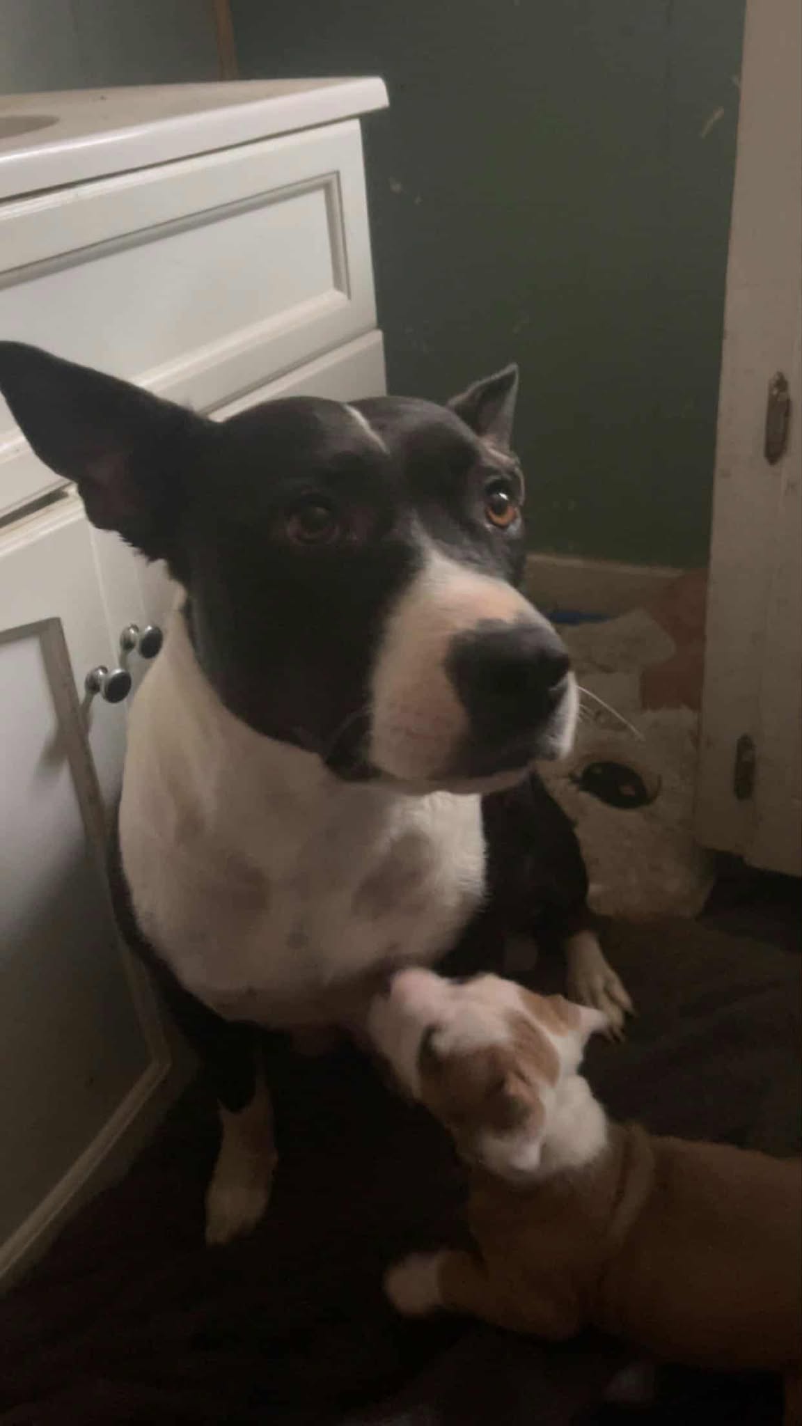 Raisin-Lucky Litter Mama Image