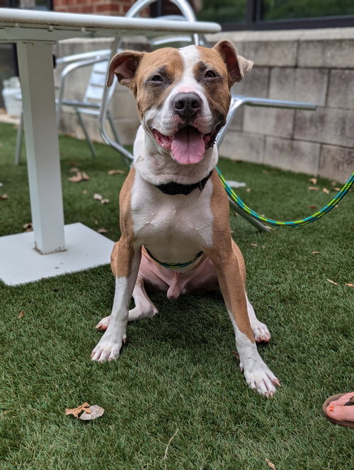 Prince, a dog for adoption from Pawfect Match Rescue