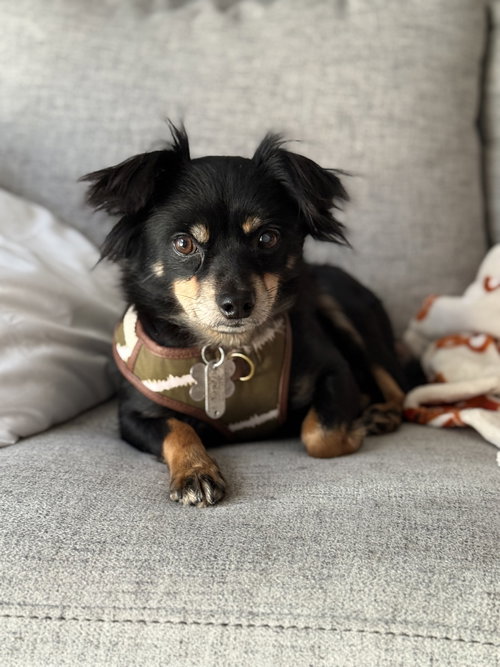 Bandito