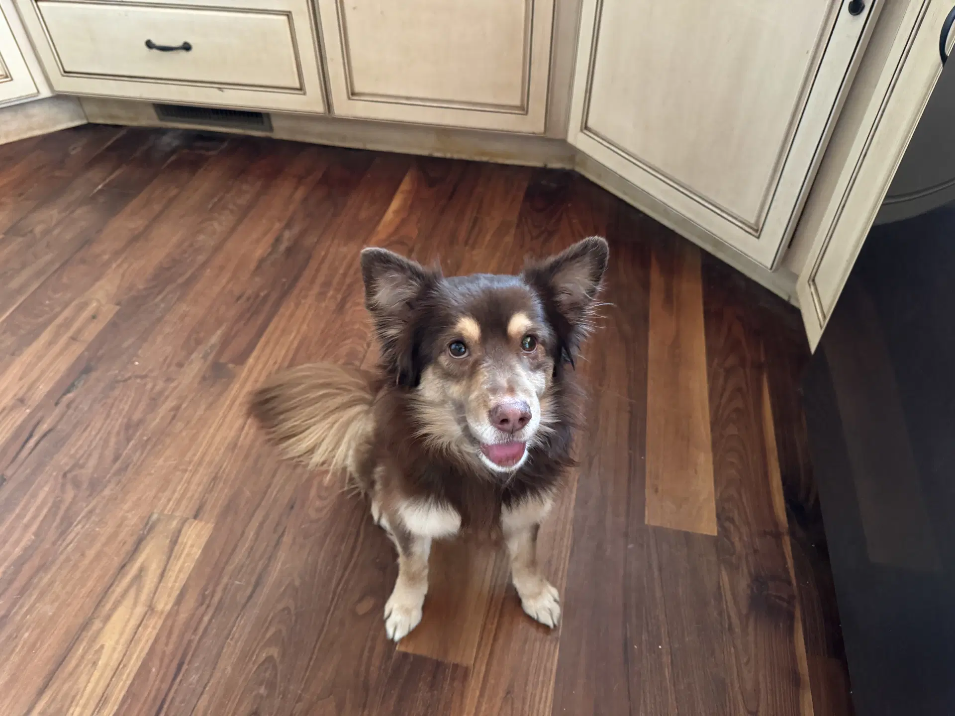 Chou - Chihuahua